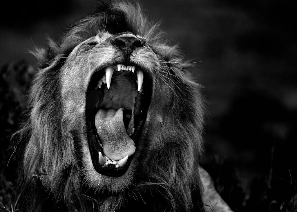 Roar