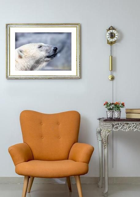 Polar bear at peace Environment