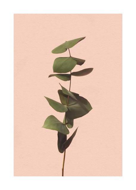 Eucalyptus
