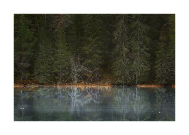 Mystic forest
