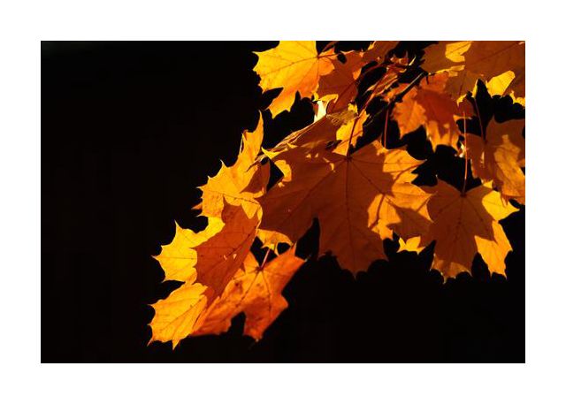 Bright orange leaves