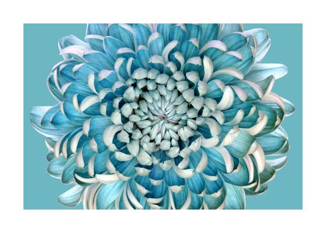 Blue Chrysanth