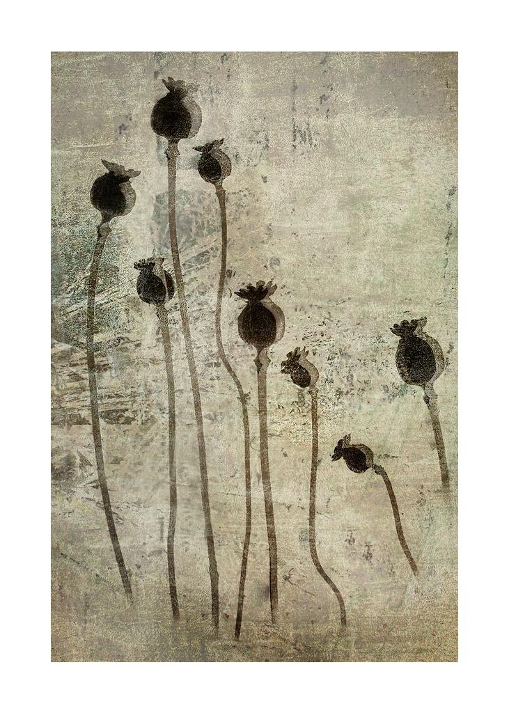 Poppy Seedlings