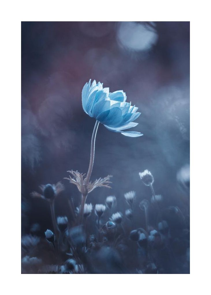 A Short Story Of Flower