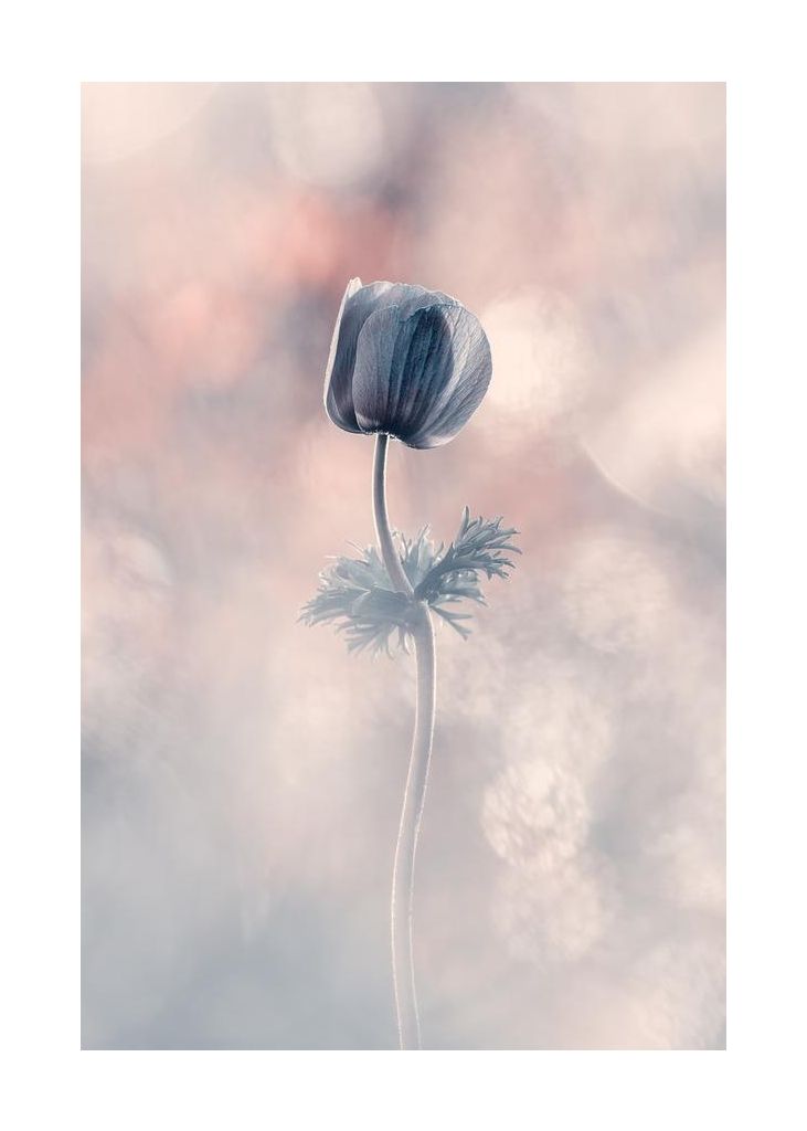 Soliste