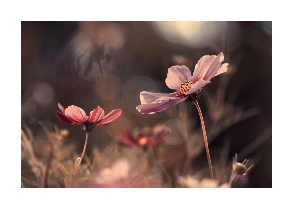 Flowers Of Innocence