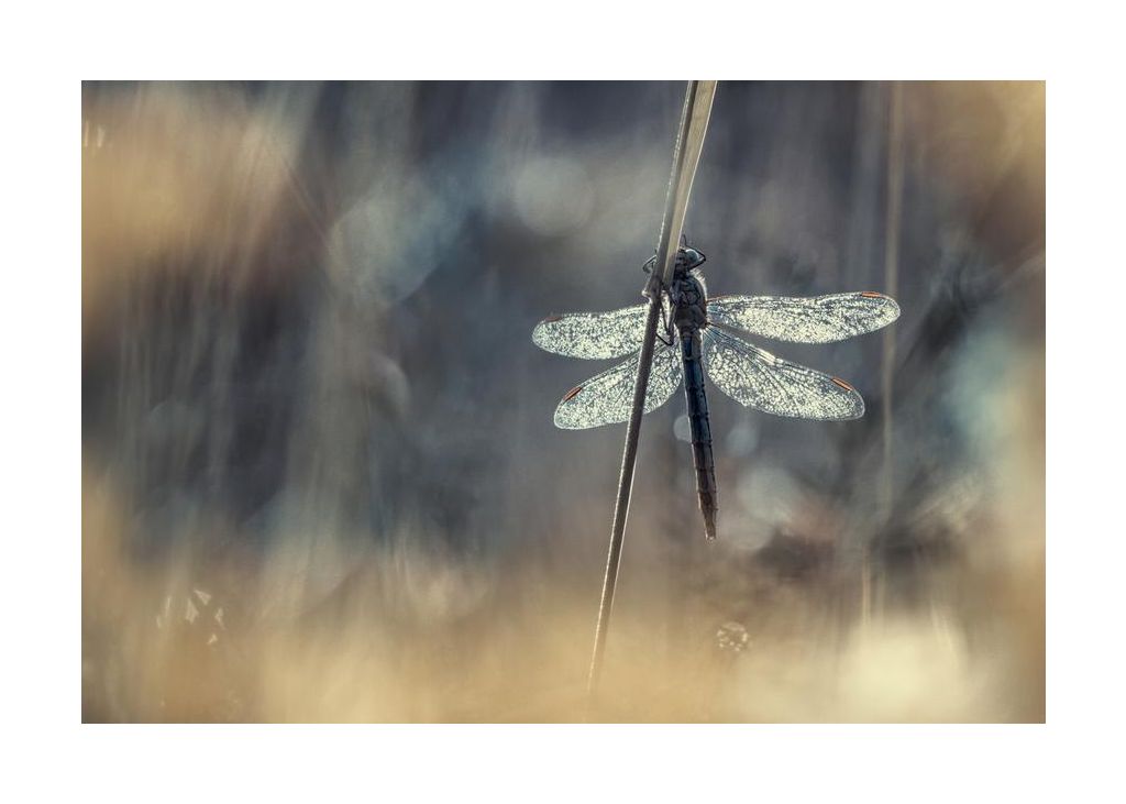 Wings