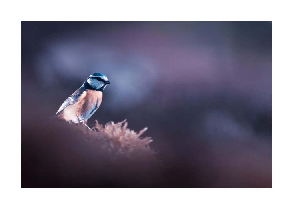 A Bird World