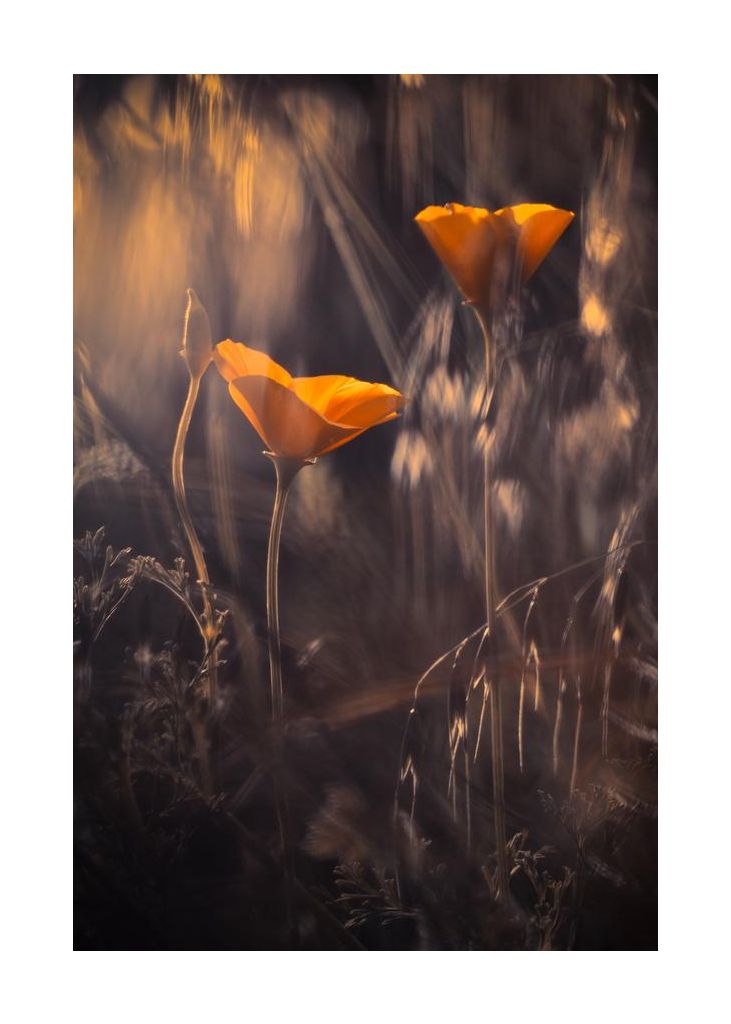 From The Enchanted Secret Garden