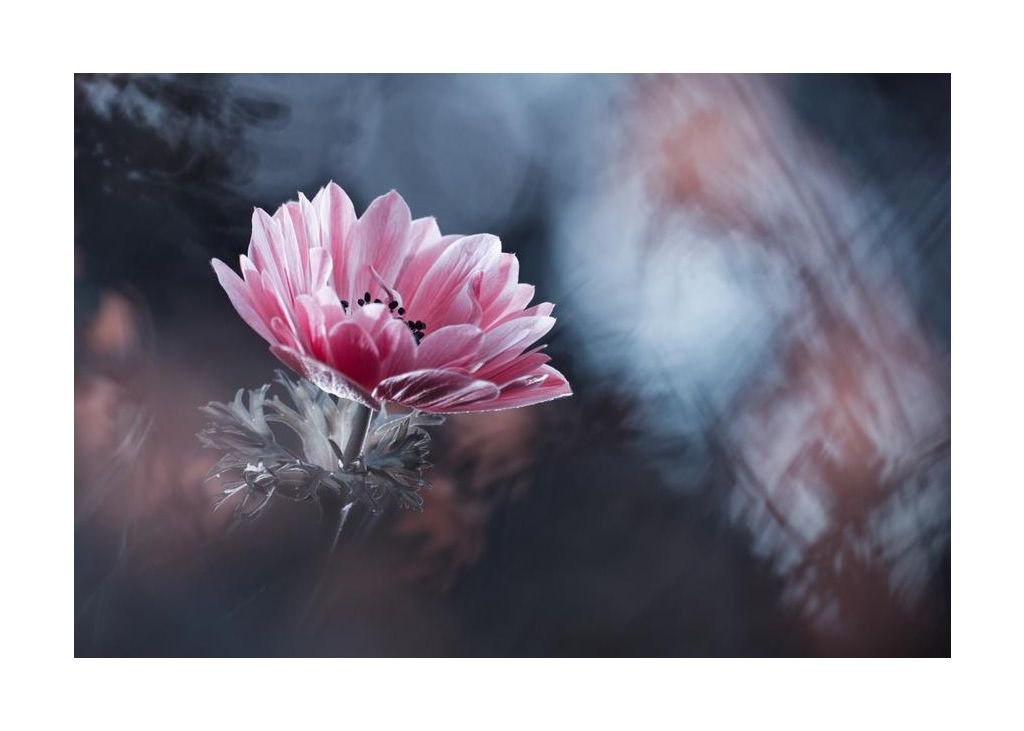 Anemone