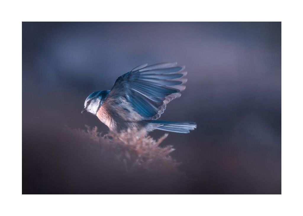 A Bird World Viii