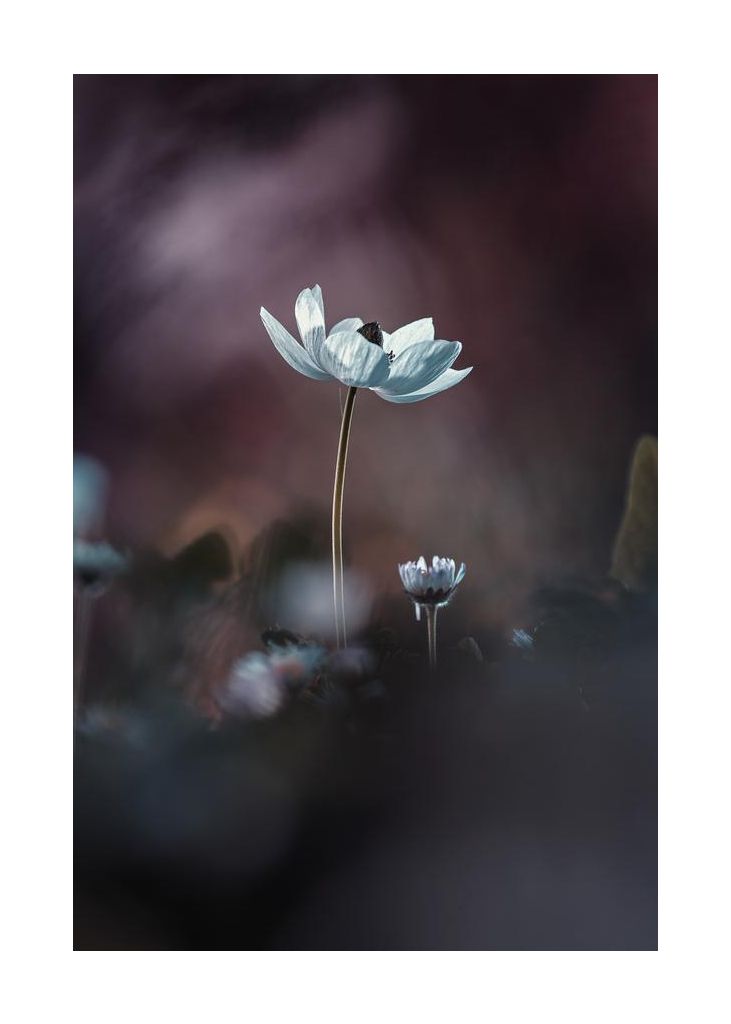 Elles Mes Fleurs Émoi