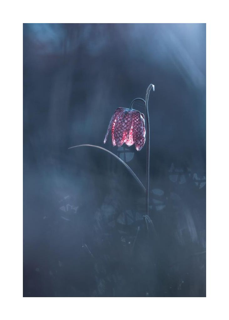 Ephemeral Fantasy