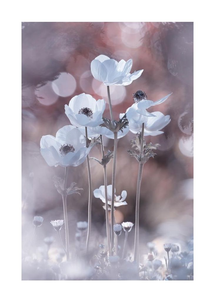 All The Flowers Of All The Tomorrows Are In The Seeds Of Today