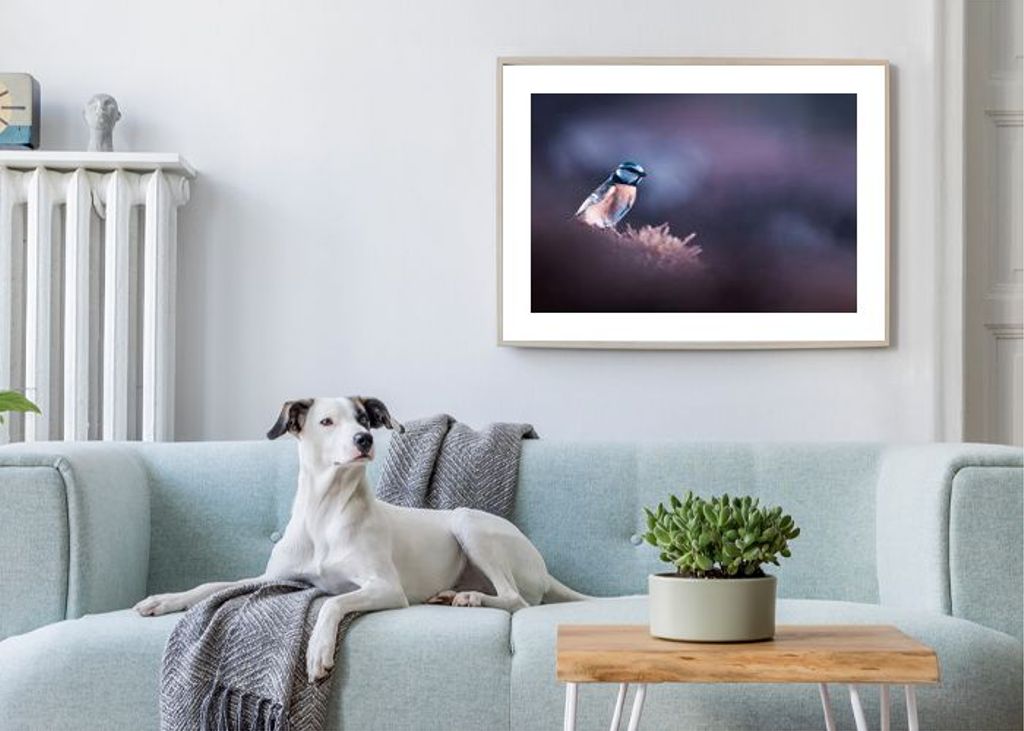A Bird World