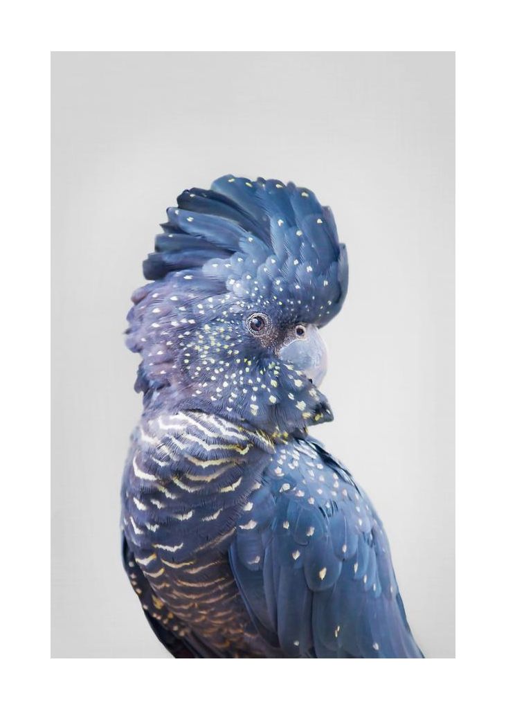Black Cockatoo