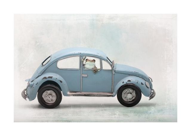 Amazon Milk Frog In Vw Bug
