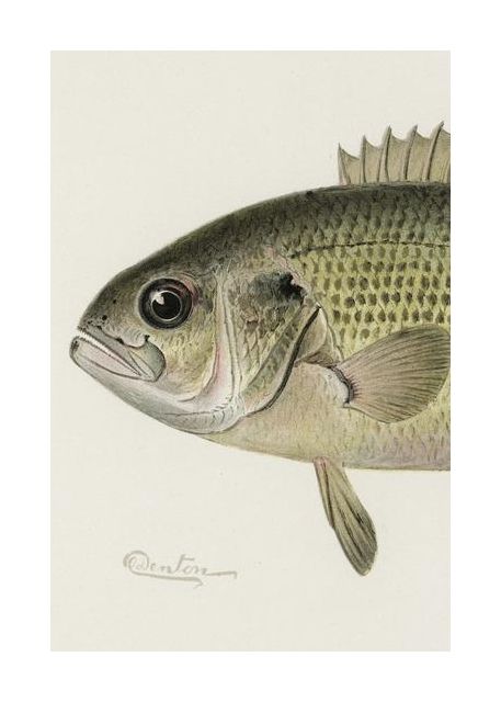 Rock Bass Crop