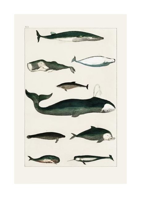 Vintage Whale Poster