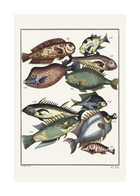Exotic Fish 1767 By J V Schley