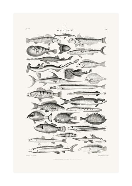 Sealife I