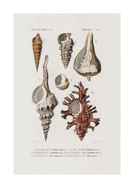 Sealife Ii