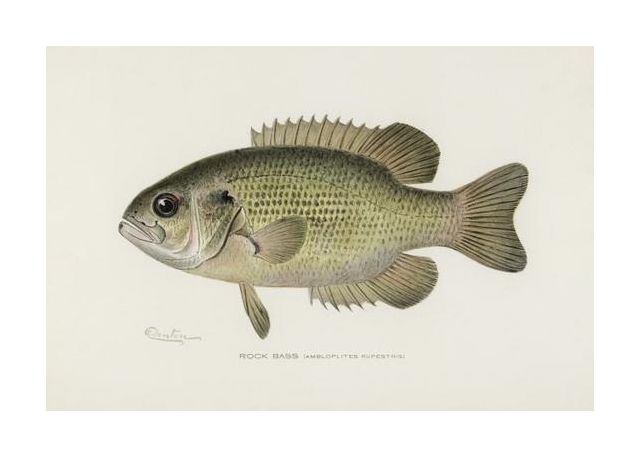 Rock Bass Ambloplites Rupestris By Sherman F Denton 1856 1937