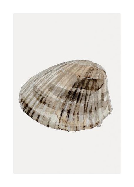 Seashell Serenity