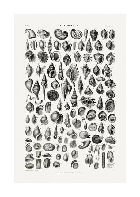 Sealife Iii