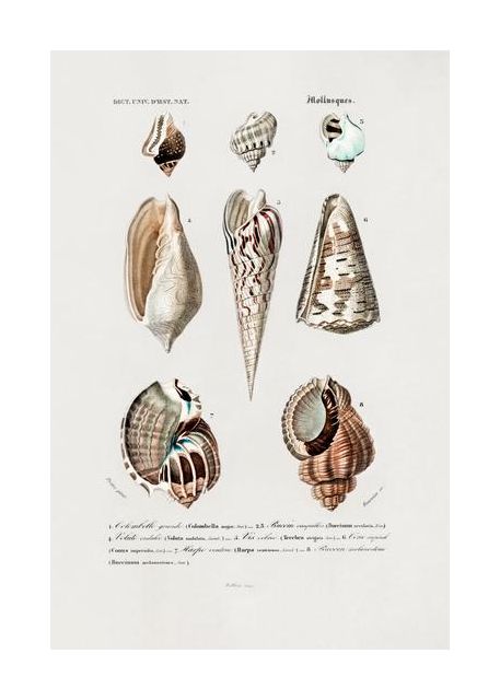 Sealife I