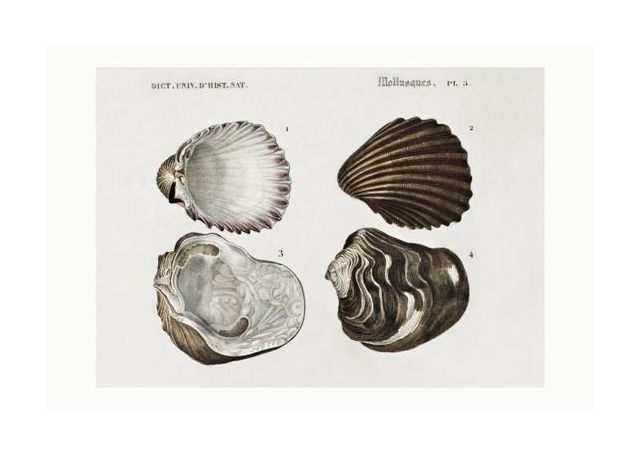 Sealife Iii