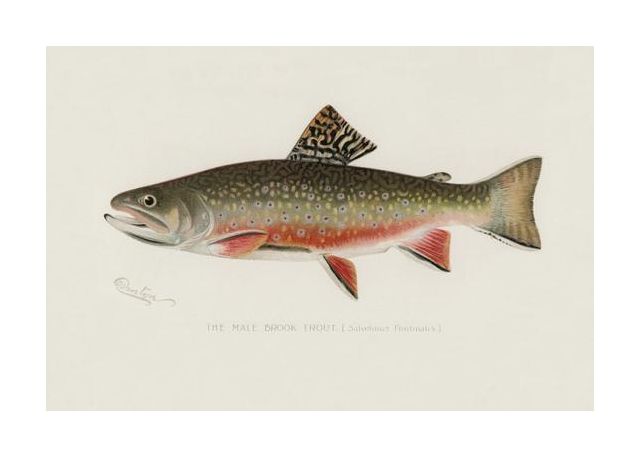 Male Brook Trout
