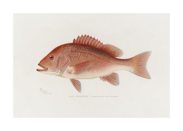 Red Snapper