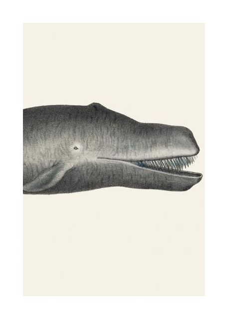 Whale Ii Tight Crop Handcolored Sealife Lithograph 1824