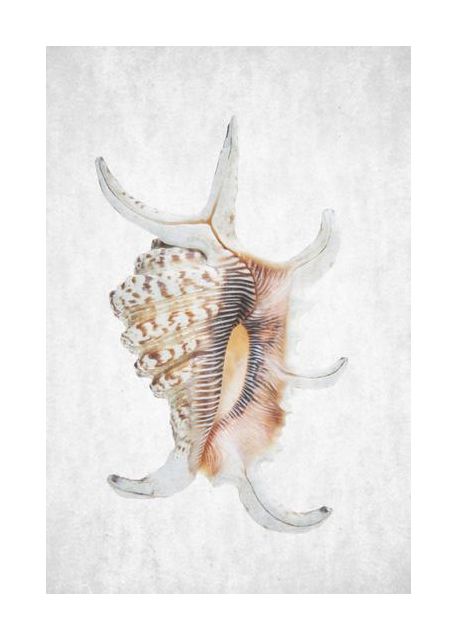 Spiral Seashell