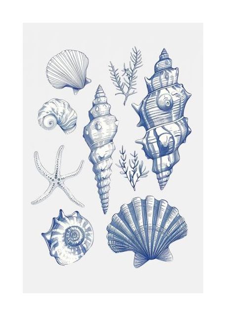 Shell Collage