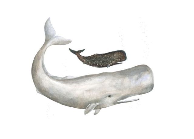 Gentle Ocean Giants