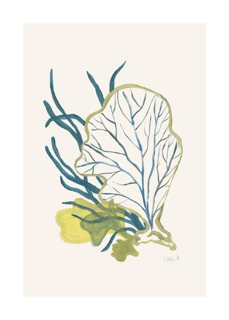 Algae No1