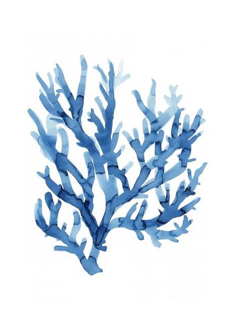 Indigo Reef Harmony