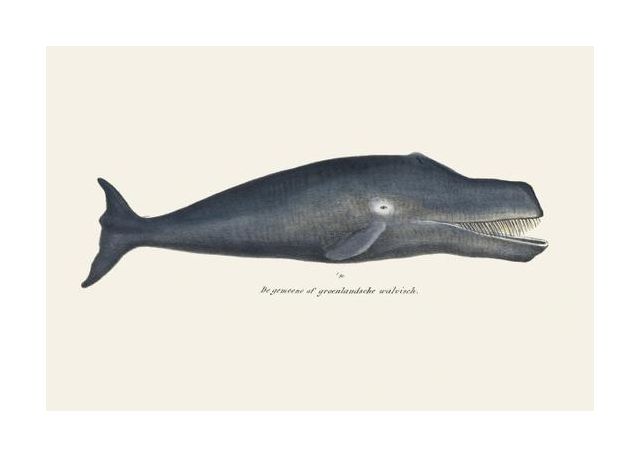Whale I Antique Handcolored Sealife Lithograph 1824