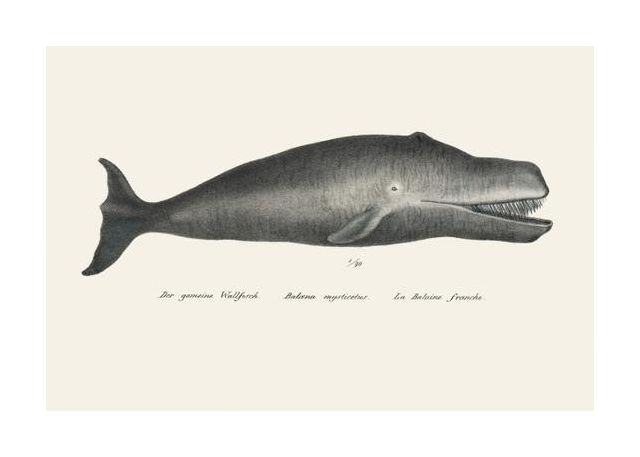 Whale Ii Antique Handcolored Sealife Lithograph 1824