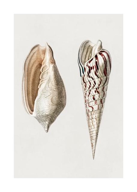 Two Mollusks Crop Ii