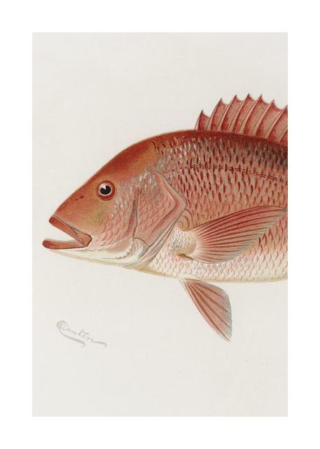 Red Snapper