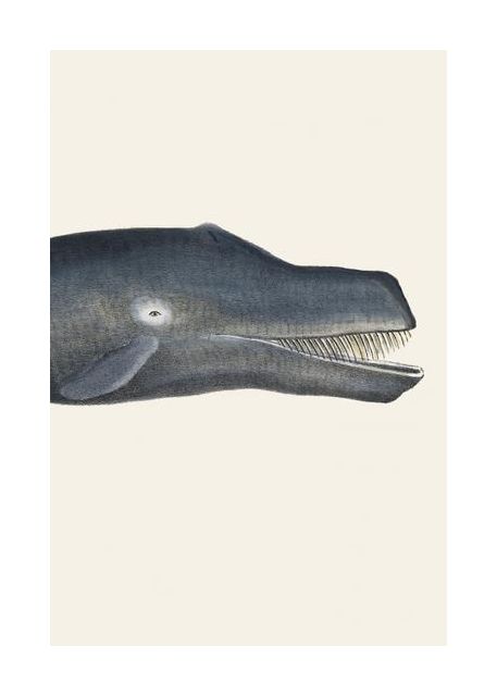 Whale I Tight Crop Handcolored Sealife Lithograph 1824