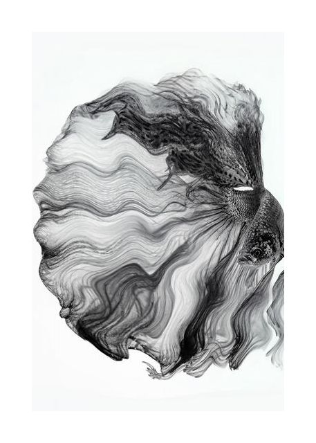 Ink Betta