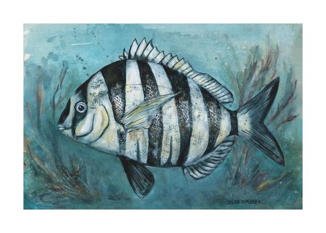 Striped Sea Beauty