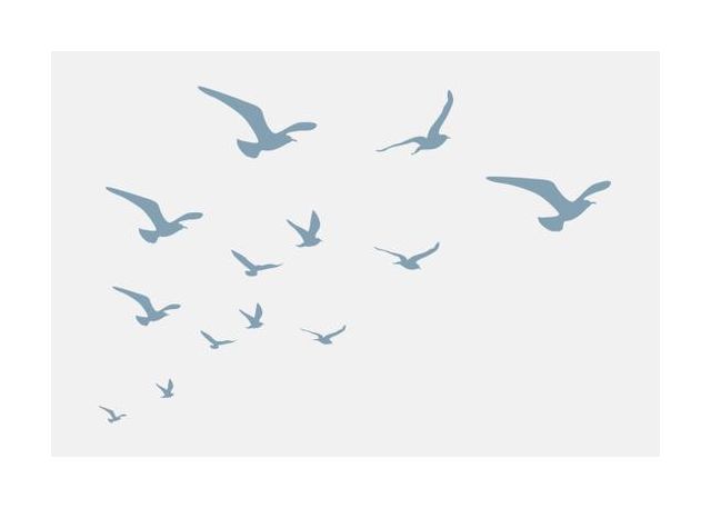 Seagulls White Background