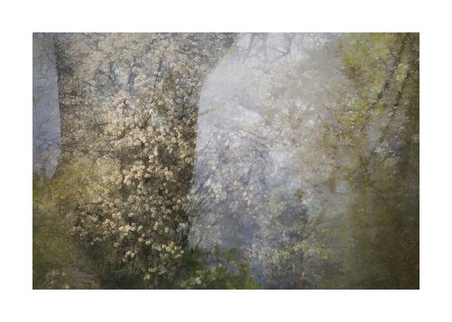 Blossom
