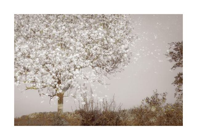 Fruit Tree