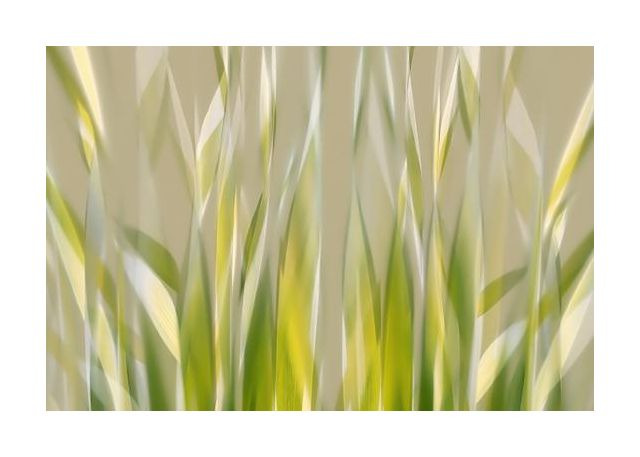 Dancing Reed